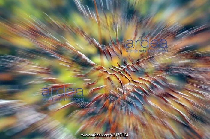 : Zoomed out fern in the National Park Veluwezoom : Zoomed out fern in the National Park Veluwezoom