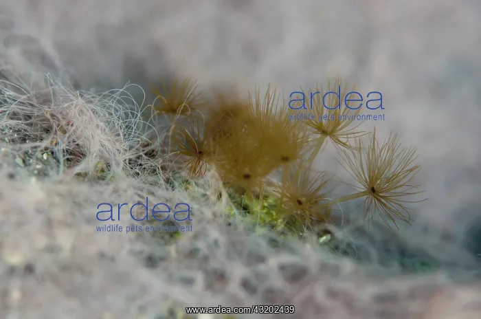 : Zooxanthellate Hydroid - on filamentous Green Algae : Zooxanthellate Hydroid - on filamentous Green Algae