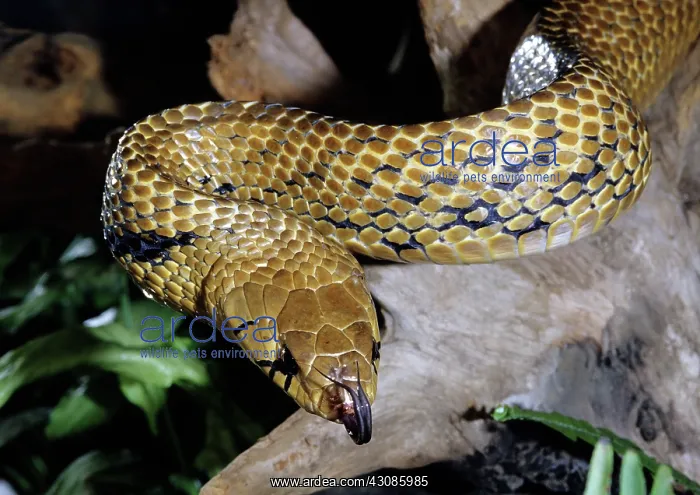 : Zopilota Indigo Snake : Zopilota Indigo Snake