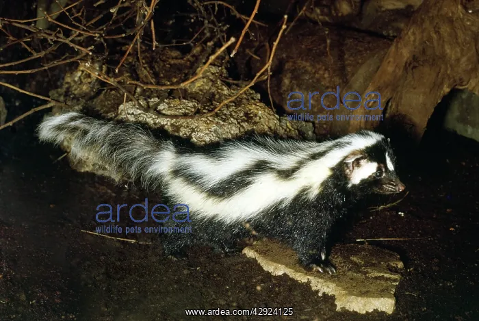 : Zorilla / Striped Polecat : Zorilla / Striped Polecat