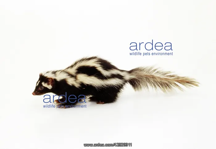  : ZORILLA  /  Striped Polecat