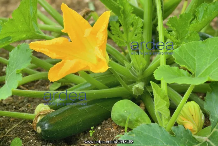 : Zucchini / Courgette / Summer Squash - plant with : Zucchini / Courgette / Summer Squash - plant with