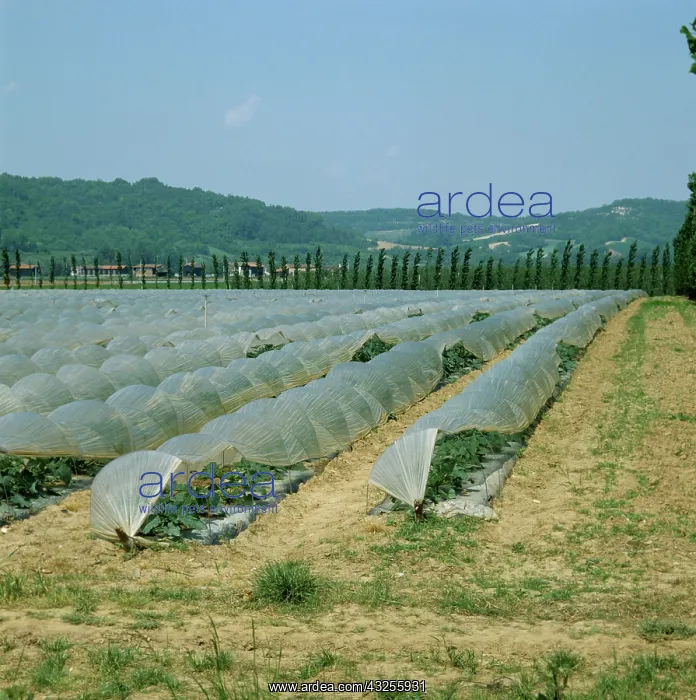 : Zucchini crop in polyethelene tunnels : Zucchini crop in polyethelene tunnels