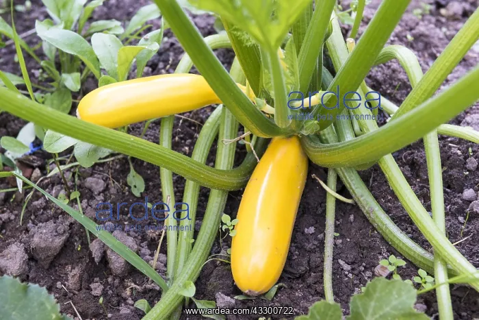  : Zucchini golden rush in a kitchen garden, summer