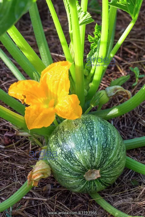 : Zucchini with male flower, Provence, France : Zucchini with male flower, Provence, France