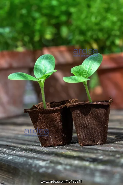  : Zucchini seedlings in peat pots, Provence, France