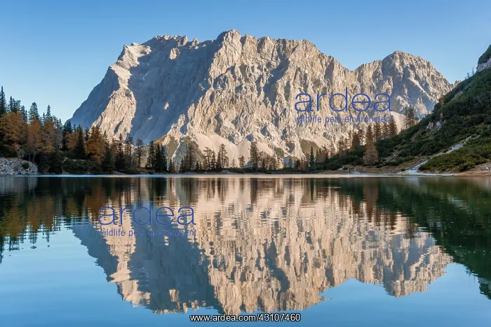 : Zugspitze is reflected in the Seebensee, Ehrwald : Zugspitze is reflected in the Seebensee, Ehrwald