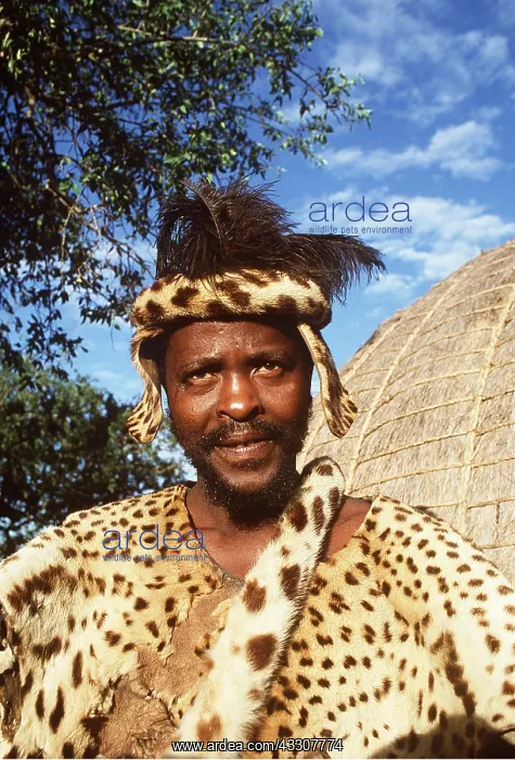 : Zulu headman in traditional leopard skin dress : Zulu headman in traditional leopard skin dress