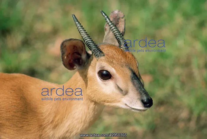 : Zulu Suni Antelope - male : Zulu Suni Antelope - male