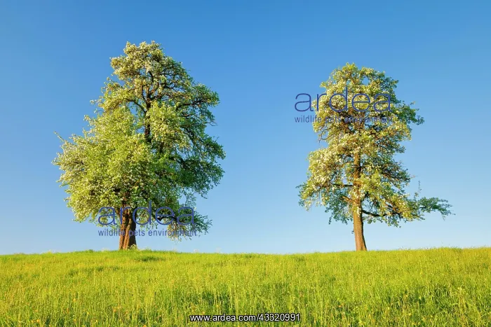 : Zwei grosse freistehende und bluhende Birnbaume : Zwei grosse freistehende und bluhende Birnbaume
