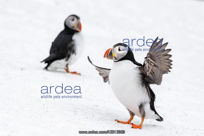 : Zwei Papageitaucher (Fratercula arctica) im Winter : Zwei Papageitaucher (Fratercula arctica) im Winter