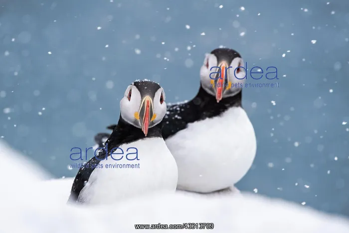 : Zwei Papageitaucher (Fratercula arctica) im Winter : Zwei Papageitaucher (Fratercula arctica) im Winter