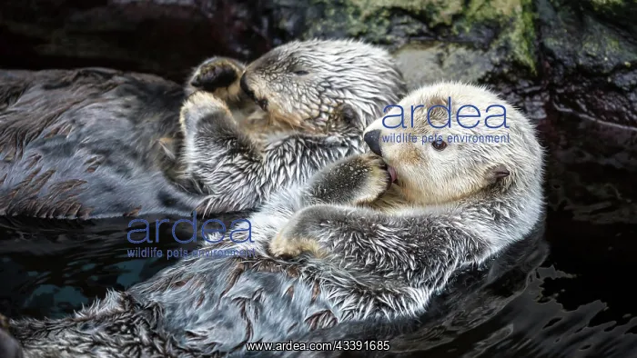 : Zwei Seeotter treiben entspannt im Wasser, wchrend : Zwei Seeotter treiben entspannt im Wasser, wchrend