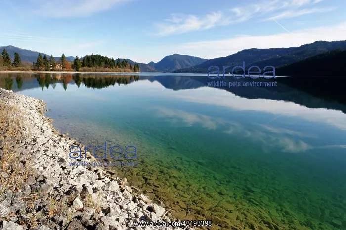 : Zwergern peninsula, lake Walchensee or Lake Walchen : Zwergern peninsula, lake Walchensee or Lake Walchen