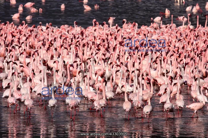 : ZwergflamingosLesser FlamingoPhoenicopterus : ZwergflamingosLesser FlamingoPhoenicopterus
