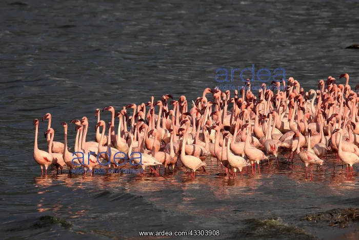  : ZwergflamingosLesser FlamingoPhoenicopterus