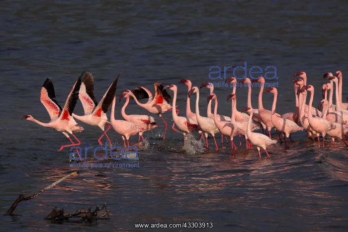 : ZwergflamingosLesser FlamingoPhoenicopterus : ZwergflamingosLesser FlamingoPhoenicopterus