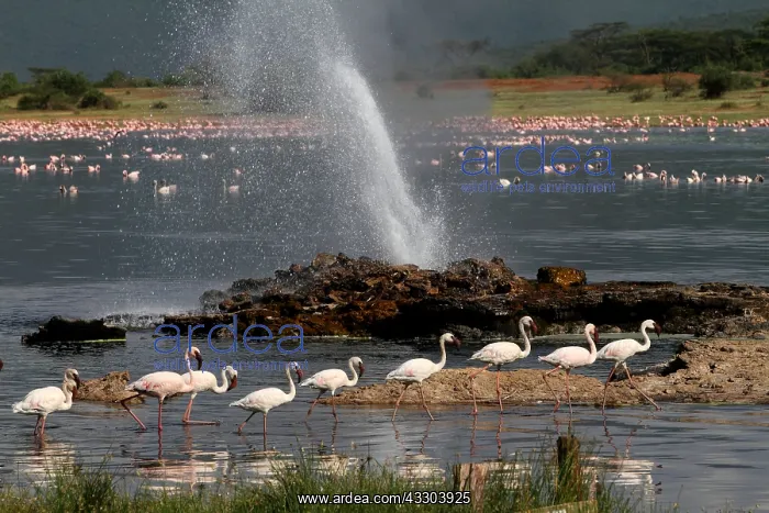 : ZwergflamingosLesser FlamingoPhoenicopterus : ZwergflamingosLesser FlamingoPhoenicopterus