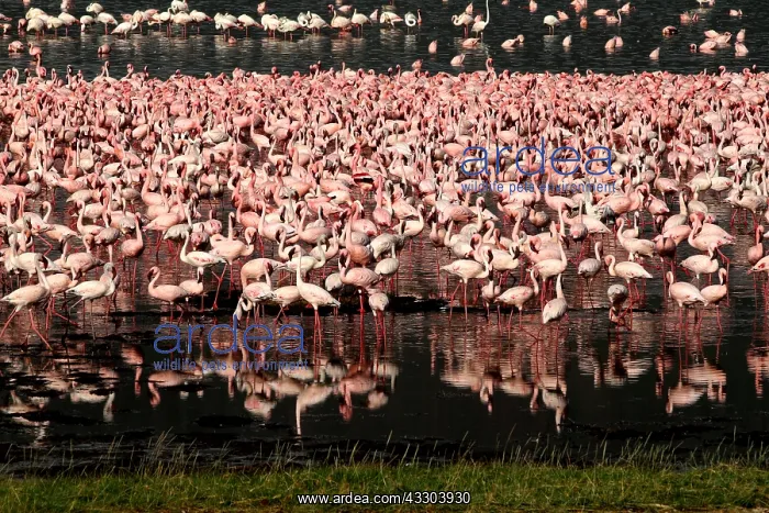 : ZwergflamingosLesser FlamingoPhoenicopterus : ZwergflamingosLesser FlamingoPhoenicopterus