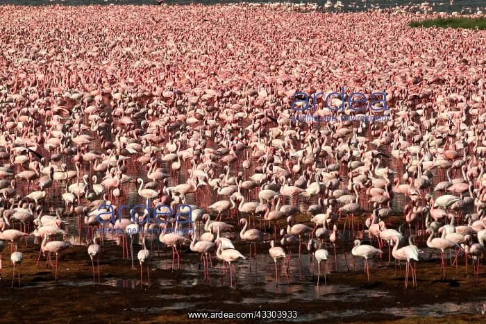 : ZwergflamingosLesser FlamingoPhoenicopterus : ZwergflamingosLesser FlamingoPhoenicopterus