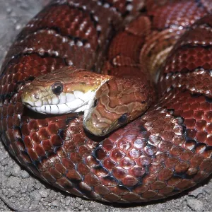 2 Headed Cornsnake 2 Headed Cornsnake