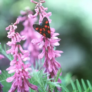 5-SPOT BURNET MOTH 5-SPOT BURNET MOTH