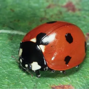 7-SPOT LADYBIRD 7-SPOT LADYBIRD