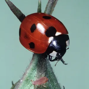 7-SPOT LADYBIRD - feeding on aphids 7-SPOT LADYBIRD - feeding on aphids