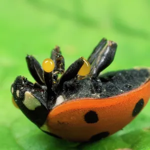 7-spot Ladybirds - on back, autobleeding