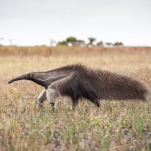 80178986 Giant Anteater Guyana, South America Myrmecophaga 80178986 Giant Anteater Guyana, South America Myrmecophaga
