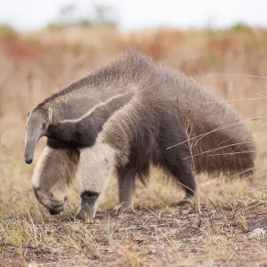 80178987 Giant Anteater Guyana, South America Myrmecophaga 80178987 Giant Anteater Guyana, South America Myrmecophaga