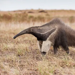 80178988 Giant Anteater Guyana, South America Myrmecophaga 80178988 Giant Anteater Guyana, South America Myrmecophaga