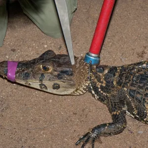 80178989 Black Caiman - being measured for research 80178989 Black Caiman - being measured for research