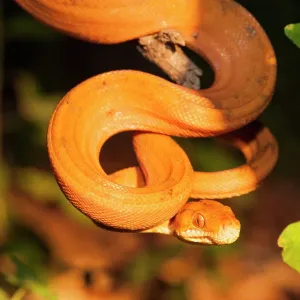 80178990 Amazon Tree Boa - hanging from branch Guyana 80178990 Amazon Tree Boa - hanging from branch Guyana