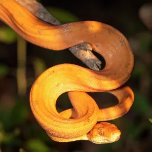 80178991 Amazon Tree Boa - hanging from branch Guyana 80178991 Amazon Tree Boa - hanging from branch Guyana
