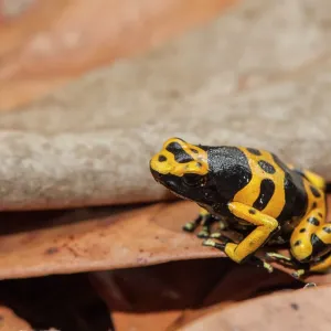 80178992 Yellow Banded Poison Dart Frog - on forest 80178992 Yellow Banded Poison Dart Frog - on forest