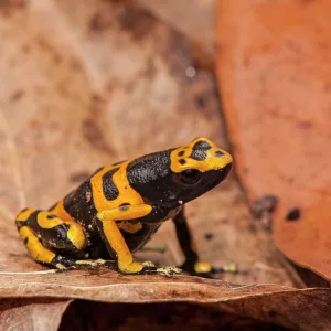 80178993 Yellow Banded Poison Dart Frog - on forest 80178993 Yellow Banded Poison Dart Frog - on forest