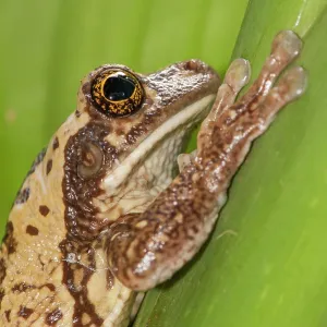 80178994 Common Milk Frog - close up of head Guyana 80178994 Common Milk Frog - close up of head Guyana