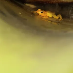 80178995 Golde Frog - spends whole life in giant 80178995 Golde Frog - spends whole life in giant