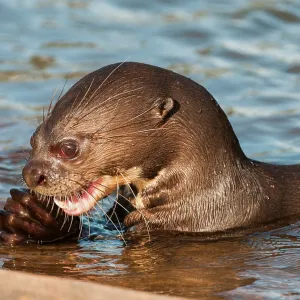 80178996 Giant Otter - close up of head - with fish 80178996 Giant Otter - close up of head - with fish
