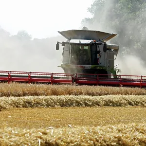 80181166 Combined Harvester - harvesting Barley