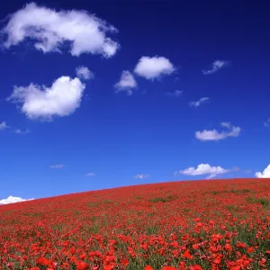 80181172 Common / Red / Field Poppy - poppies in
