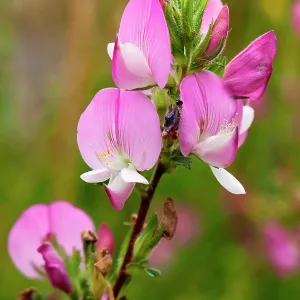 80181173 Spiney Restharrow chalk grassland near