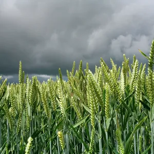 80181175 Wheat - under storm laden sky North Wessex