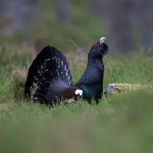 80184557 Capercaillie - male displaying - Winter 80184557 Capercaillie - male displaying - Winter