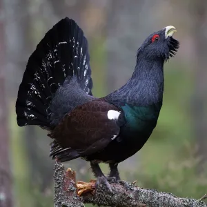 80184558 Capercaillie - male displaying - Winter 80184558 Capercaillie - male displaying - Winter