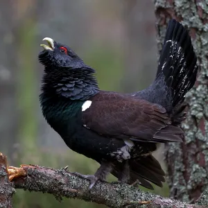 80184559 Capercaillie - male displaying - Winter 80184559 Capercaillie - male displaying - Winter