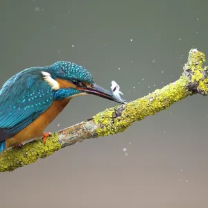 80184561 Common Kingfisher - male stunning fish 80184561 Common Kingfisher - male stunning fish