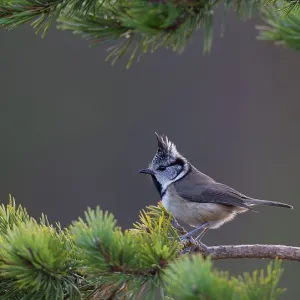 80184562 Crested Tit - foraging among pine trees 80184562 Crested Tit - foraging among pine trees