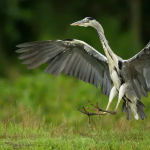 80184563 Grey Heron - in flight landing next to 80184563 Grey Heron - in flight landing next to